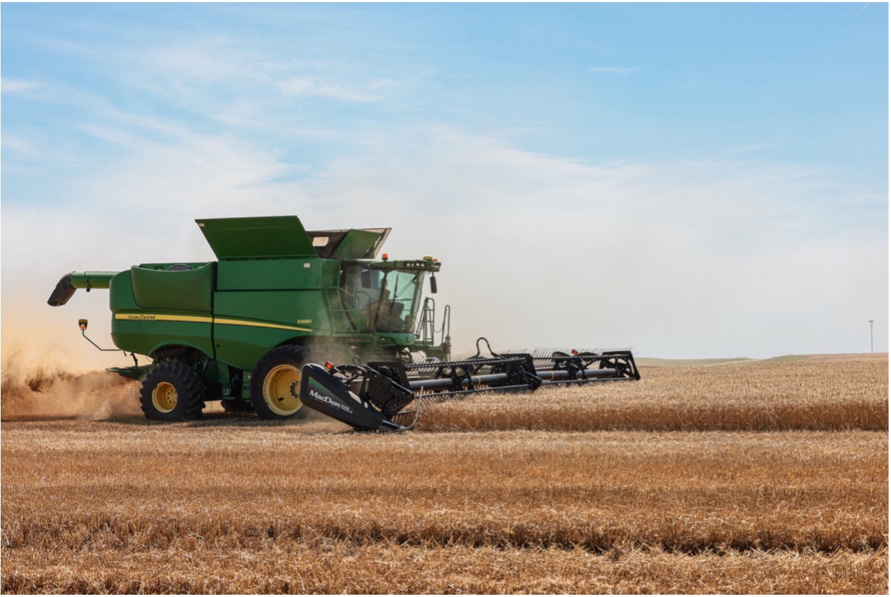 Swine Dining Wheat Harvest